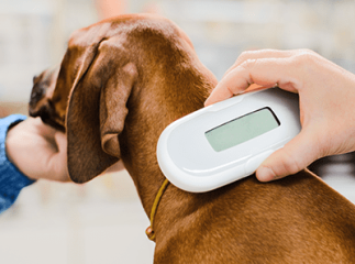 puce électronique chien